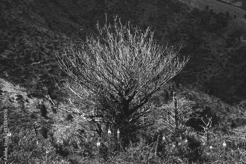 After fire in wood. Dead tree, burnt land and blooming flowers. Basque country on border between France and Spain. Recovery concept. Black white historic photo.