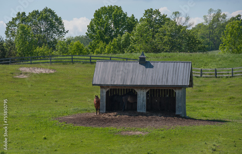 Horses in and beside two door run in shed in pasture paddock filed at rural barn boarding equestrian facility wooden fence and trees in background horizontal equine horse keeping image with type space