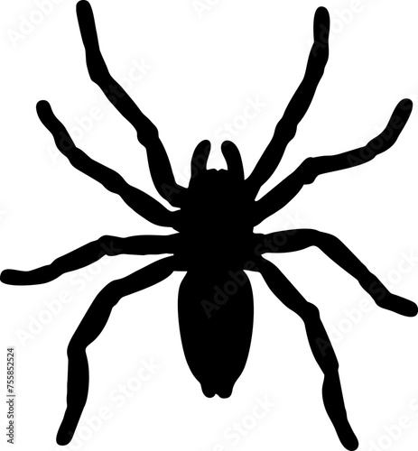 Spider and web black vector silhouette image