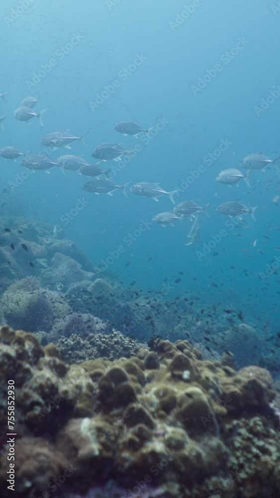 Shoals of diverse fish swim in the depths in Thailand Shoals of diverse fish swim in the depths in Thailand