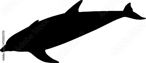 Dolphin black vector silhouette image