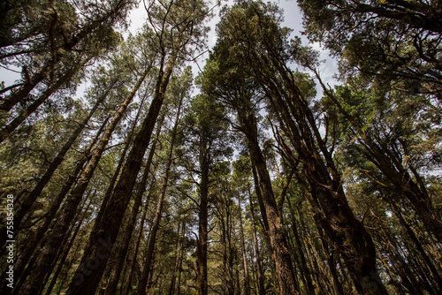 Scene of El Pinar forest in La Palma, Canary islands © Alberto Gonzalez 