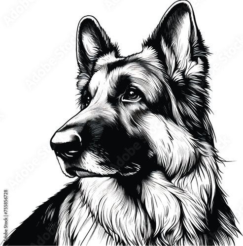 Black and White Vector Portrait Illustration of a German Shepherd Dog