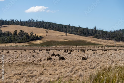 flock of sheep in a field. Merino sheep, grazing and eating grass in New zealand and Australia
