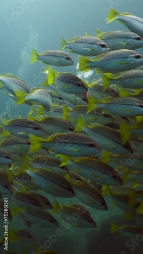 A large group of Lutjanus vitta swimming together photo