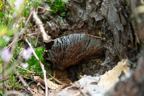 Pilz im Unterholz 
