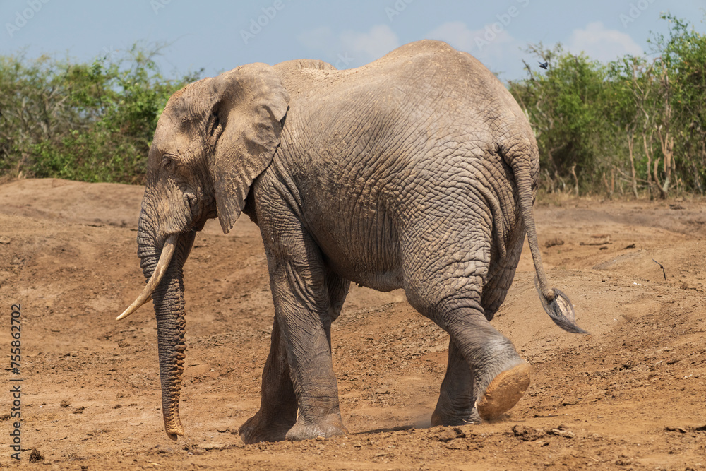 Fototapeta premium African elephant