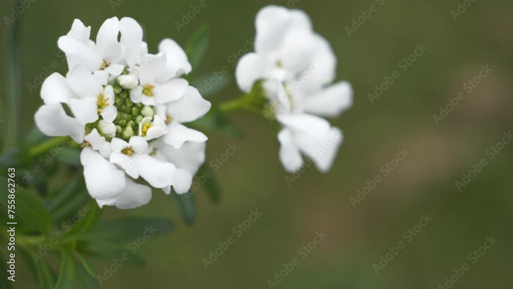 A close up view of of candytuft flowers. A close up view of of candytuft flowers.