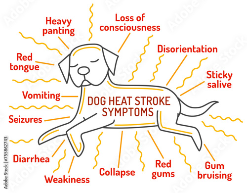 Dog heat stroke symptoms. Medical infographic. Landscape veterinarian poster.