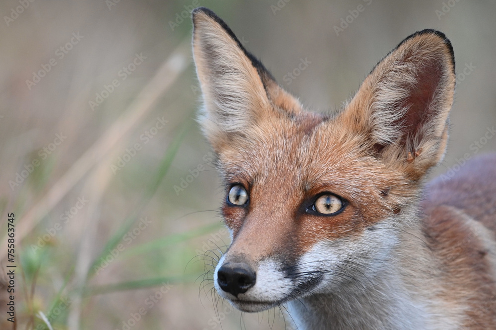 Red fox Vulpes vulpes. In the wilds