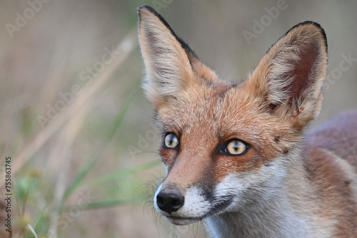 Red fox Vulpes vulpes. In the wilds © Tatiana
