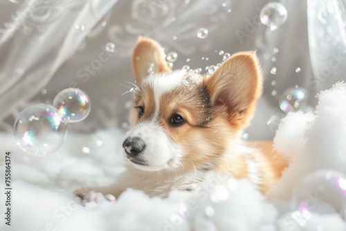Corgi Puppy's Bubble Bath. A charming Corgi puppy surrounded by sparkling bubbles enjoys a delightful bath time. © julijadmi