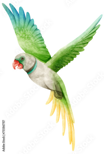 Watercolor Lord Derby's parakeet bird illustration