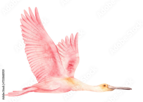 Watercolor roseate spoonbill bird illustration photo