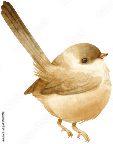 Watercolor Wren bird illustration photo