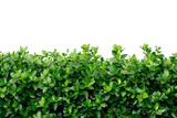Green bush on transparent cutout