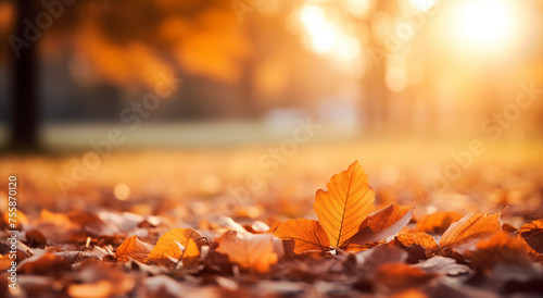 Beautiful Autumn leaves in orange against a blurry park in sunlight with beautiful bokeh. Natural autumn backgrounds