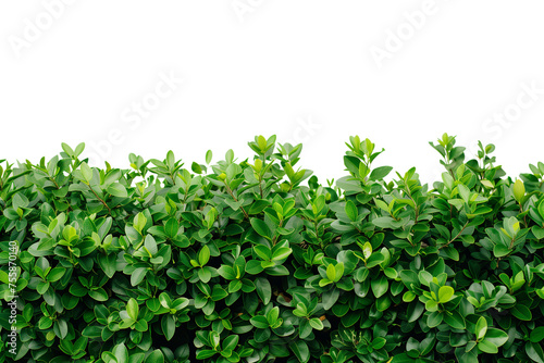 Green bush on transparent cutout photo