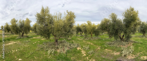Escamonda de olivas