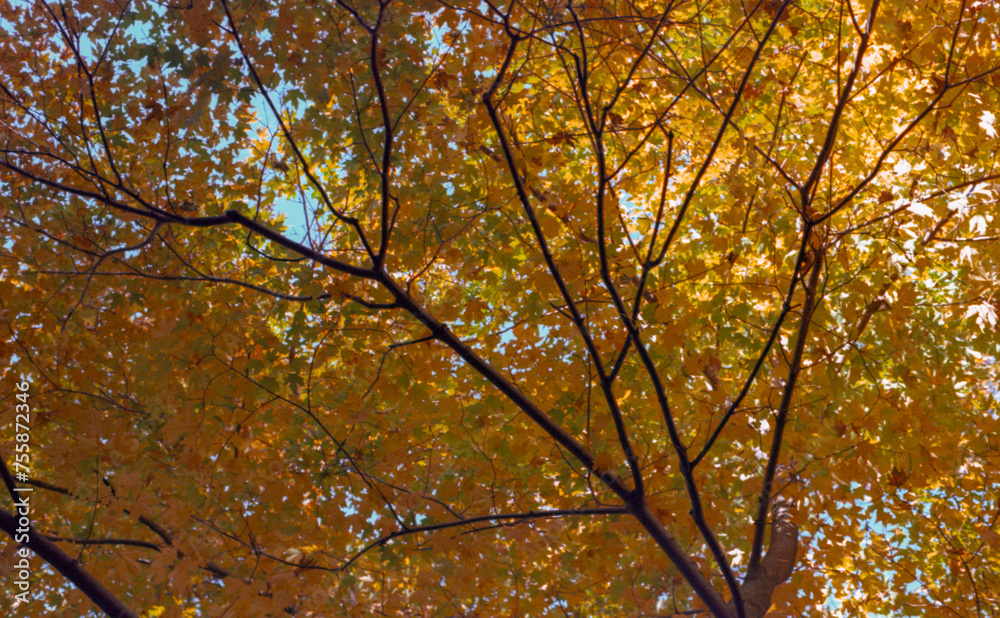 tree changing colors in the park in autumn