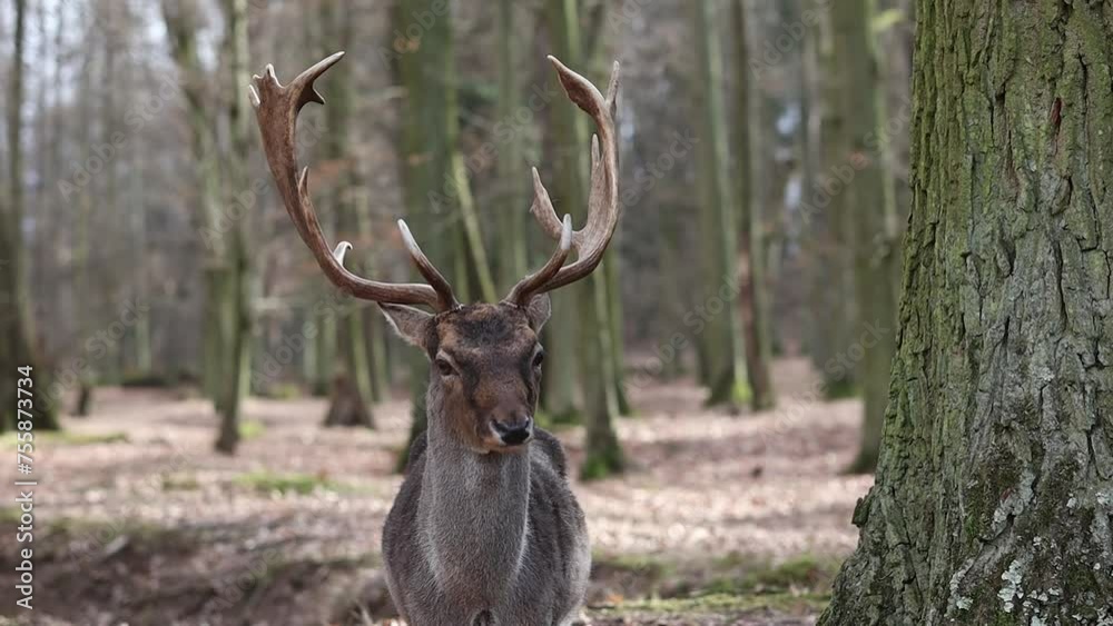 European Fallow Deer in Blatna Park. Closeup of Mammal with Antlers in Czech Republic.
