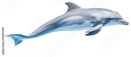 An Electric blue Common bottlenose dolphin is gracefully jumping in the air, showcasing its sleek Fin and fluid movements against a white background photo