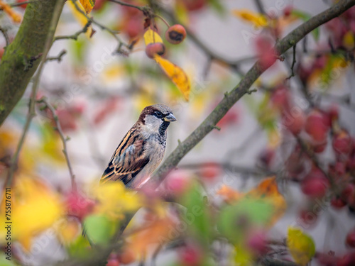 Sparrow sitting on an apple tree