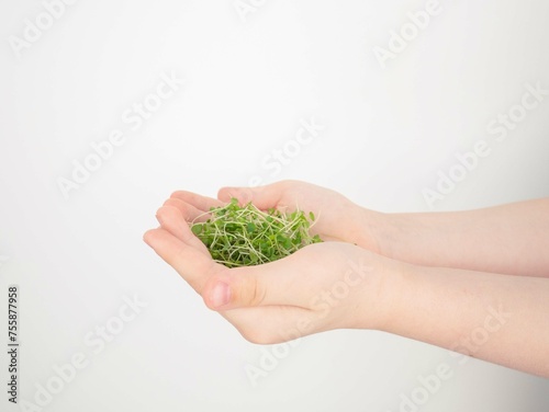 The palms of the child carefully holding the sprouts of arugula are fresh juicy micro greens. The concept of proper nutrition, weight loss, and vitamin enrichment