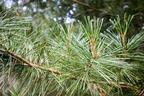 Cedar branch with long fluffy needles over out of focus floral background. Pinus sibirica or Siberian pine. Pine branch with long and thin needles selected focus.