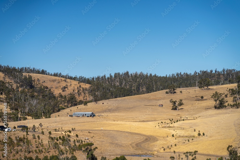 dry farming landscape paddock on a farm with long dry summer grass