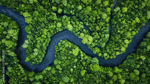 Aerial view of a winding river snaking through a vibrant green forest, showcasing nature's intricate patterns and lush beauty.