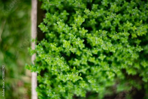 Perfect Thyme in the Garden