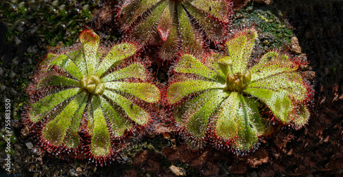 Sundew (Drosera admirabilis) is a carnivorous plant photo