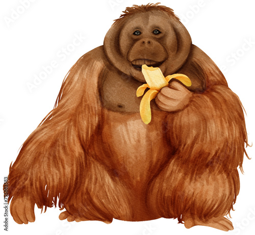 Photography Orangutan wildlife animal watercolor illustration
