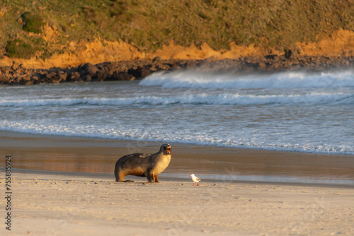 sea lion with seagull on the seashore at sunset on sandfly bay beach in new zealand © Raquel