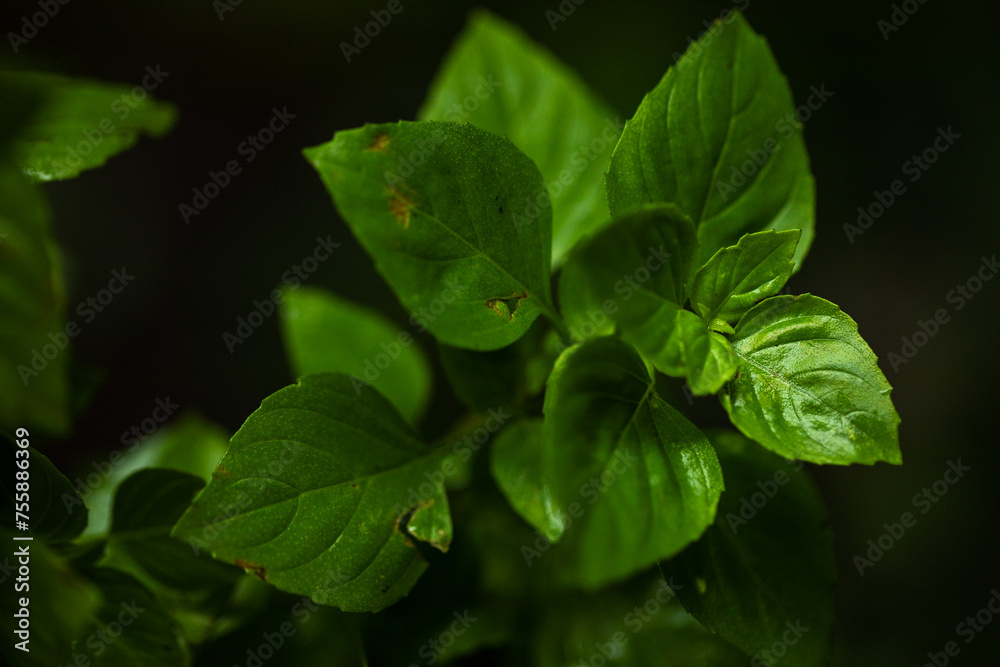 fresh basil fresh basil