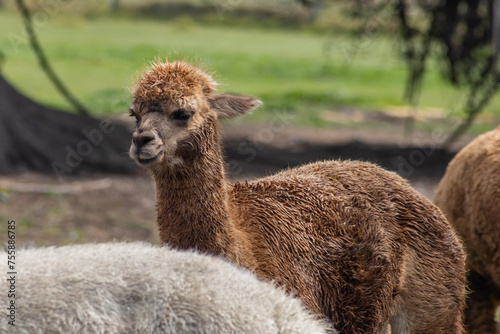 brown alpaca in new zealand photo