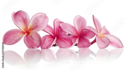 A delicate cluster of pink frangipani flowers  presented in isolation against a pristine white background