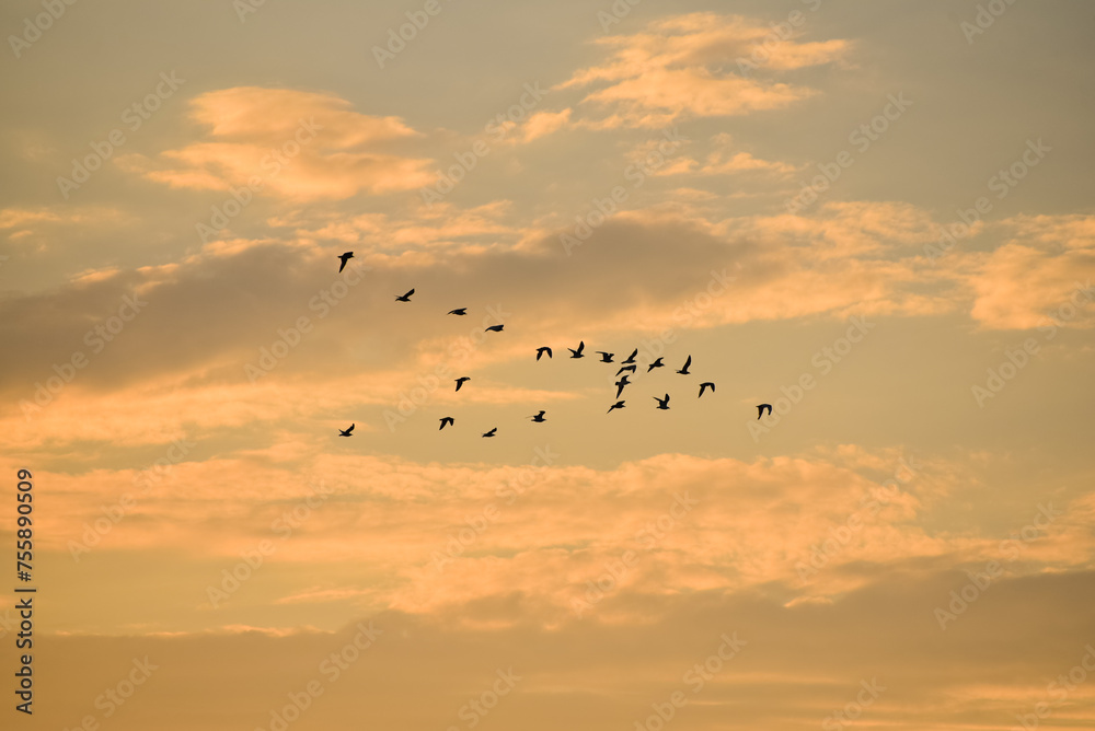 Sunset golden skywith birds flying,romantic background,photo Sunset golden skywith birds flying,romantic background,photo