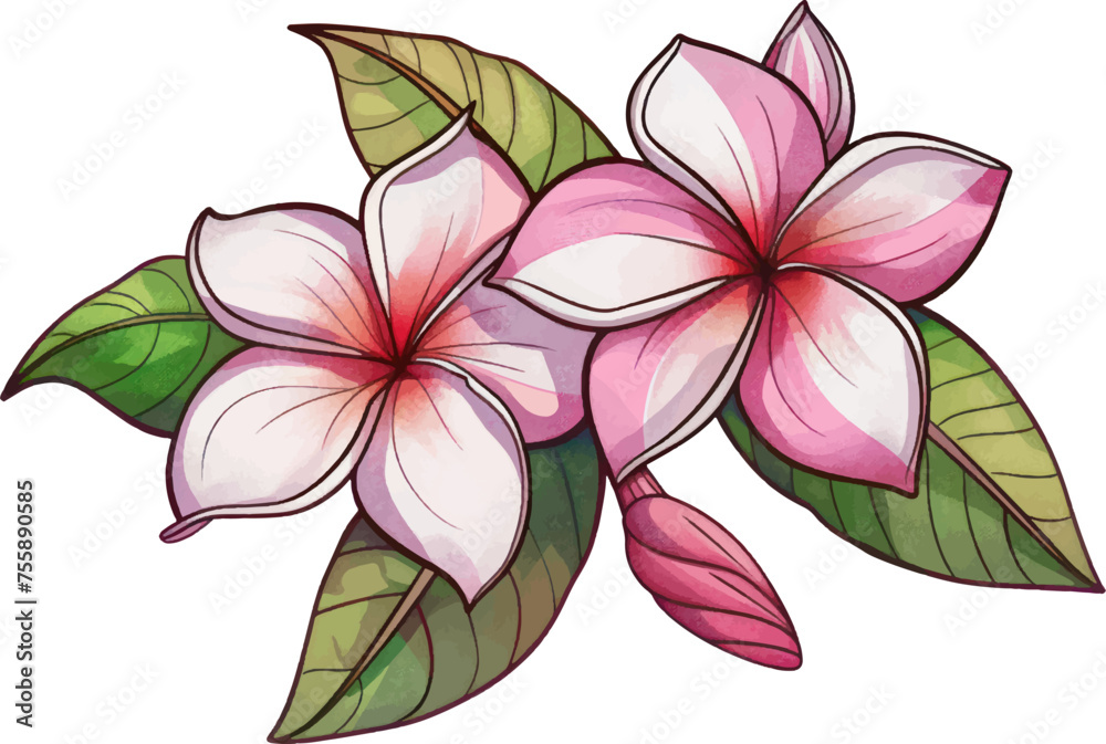 Frangipani flower object isolated illustration vector.
