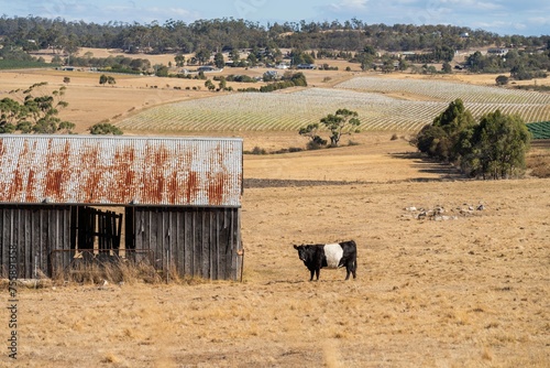 beautiful cattle in Australia  eating grass, grazing on pasture. Herd of cows free range beef being regenerative raised on an agricultural farm. Sustainable farming