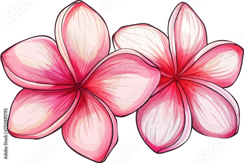Frangipani flower object isolated illustration vector.