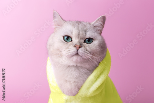 Charming white cat is sitting in a yellow bathrobe, on a pink background