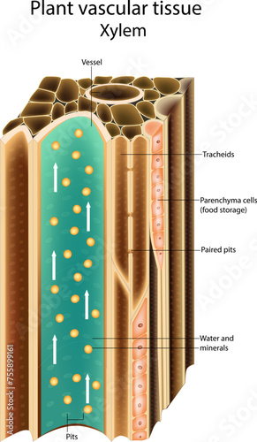 Plant vascular tissue Xylem. Cross section showing vascular bundles. Translocation in vascular plants