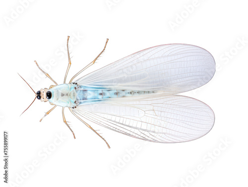 Lacewing isolated on transparent background, transparency image, removed background