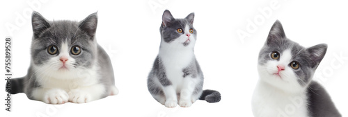 set of cute grey and white cat isolated on a transparent background