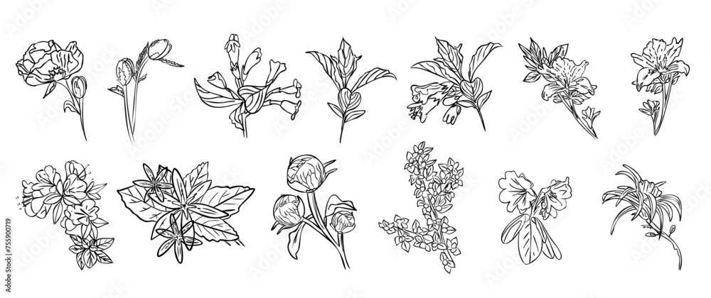 set doodle flowers hand drawing black and white illustration set doodle flowers hand drawing black and white illustration