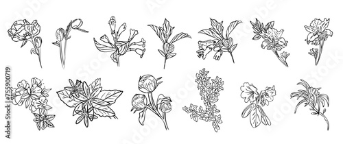 Fototapeta Naklejka Na Ścianę i Meble -  set doodle  flowers hand drawing black and white illustration