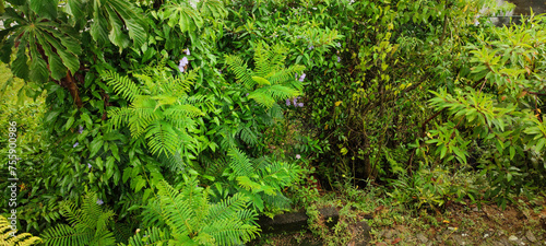 vegetation foliage flowers trees mountain hill valley rain cloud cloudy sky fire path stone rock texture pattern ivy grass vegetation garden gate entrance exit house roof chimney