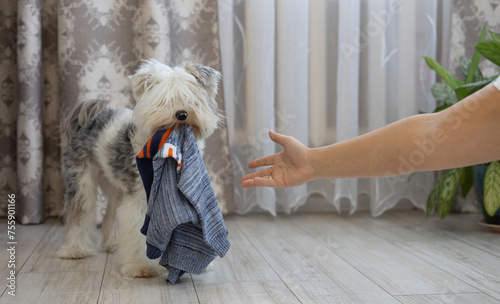 A woman reaches out to pick up clothes from a dog who dragged her away while playing with her. The woman was sorting through her clothes in the wardrobe, and a small dog stole one. photo